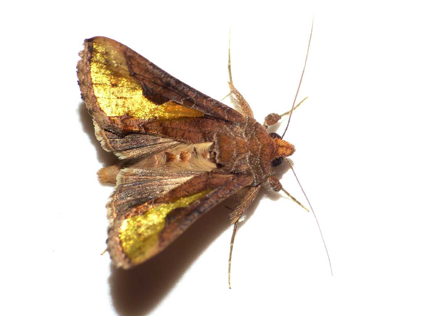 Su un vasetto di menta:Thysanoplusia orichalcea
